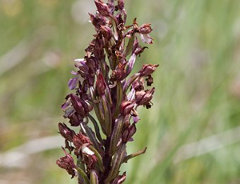 Orchis purpurea Gallipoli-Cognato (MT)