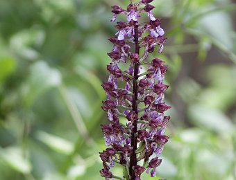 Orchis purpurea Gallipoli-Cognato (MT)