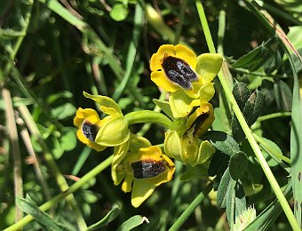 Ophrys lutea