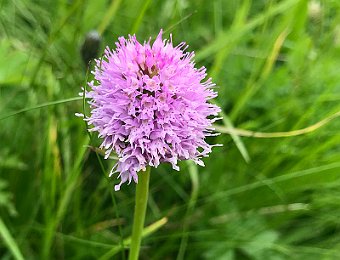 Traunsteinera globosa Passo Giau (BL)